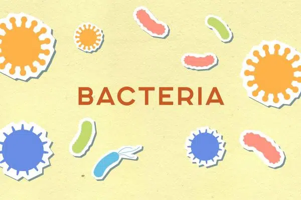 Otomicoza: etiopatogenie și măsuri de prevenire 4 - PrimaClinic.ro 1.3.Otomicoză ureche- tipuri de otomicoză-bacteria, microorganisme, infectie